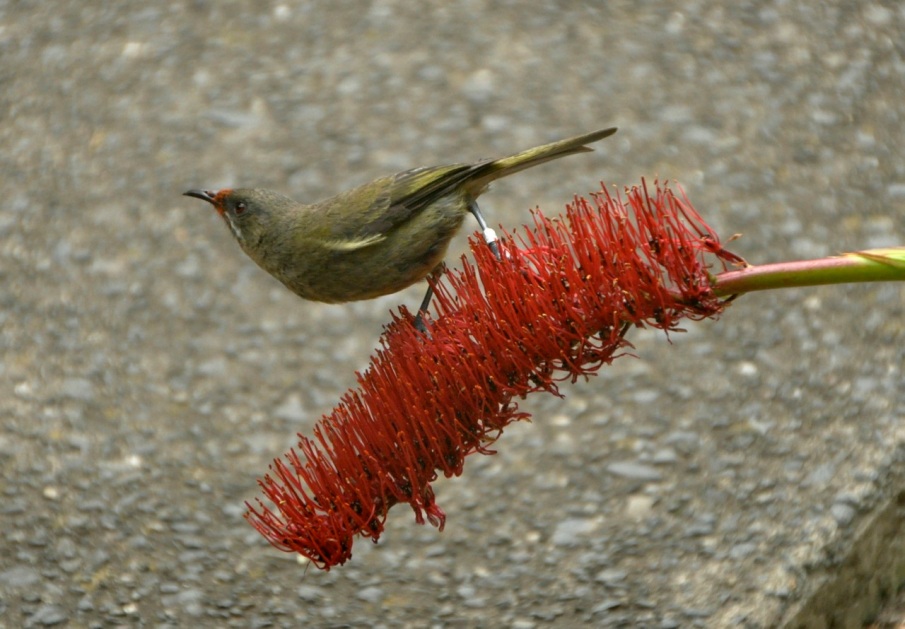 Bell Bird, female