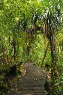 Waipoua Forest 4
