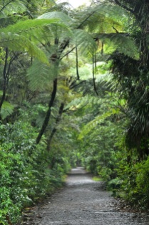 Waipoua Forest 5
