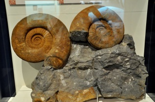 Ammonites, 200 Million years ago