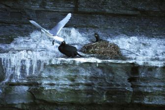 Unidentified birds defending their nest from a kittiwake